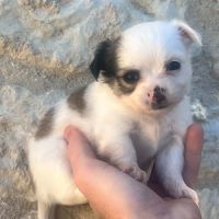 Magnifiques chiots chihuahuas non lof #2