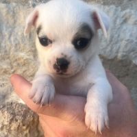 Magnifiques chiots chihuahuas non lof #3