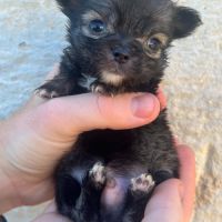 Magnifiques chiots chihuahuas non lof #4