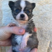 Magnifiques chiots chihuahuas non lof #5