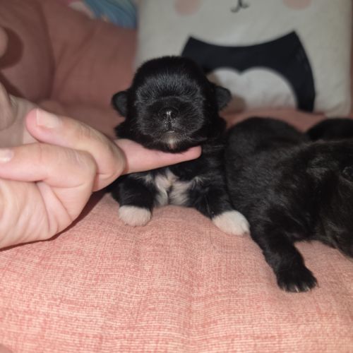 Pomchi (spitz nain x chihuahua) #1