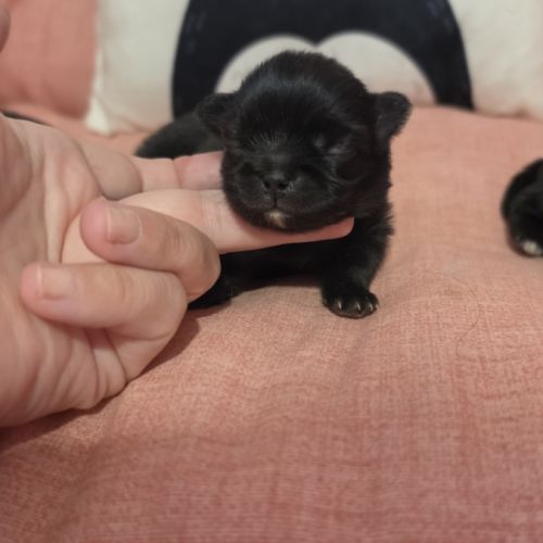 Pomchi (spitz nain x chihuahua) #3
