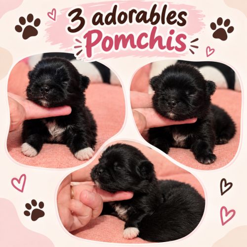 Pomchi (spitz nain x chihuahua)