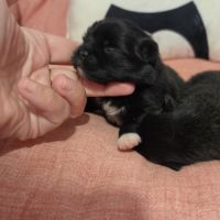 Pomchi (spitz nain x chihuahua) #2