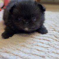 Pomchi (spitz nain x chihuahua)