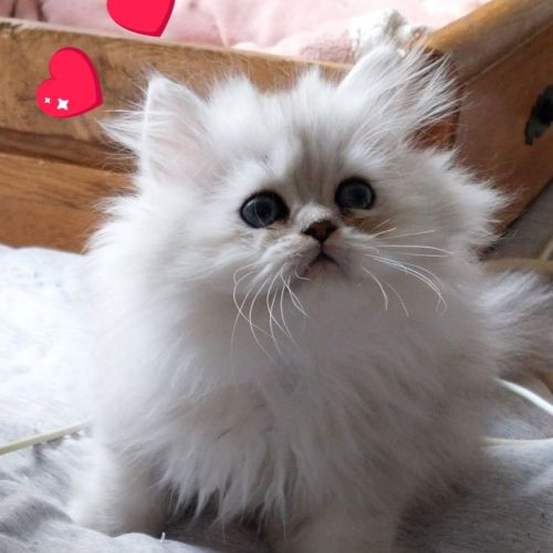Chatons persan chinchilla loof #0