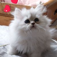 Chatons persan chinchilla loof