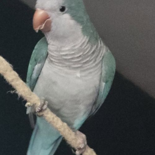 Lot de deux conure veuve eam #1