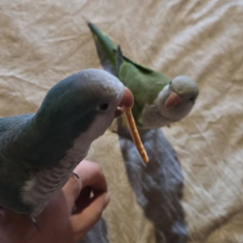 Lot de deux conure veuve eam
