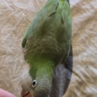 Lot de deux conure veuve eam #2