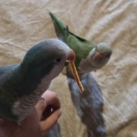 Lot de deux conure veuve eam #0