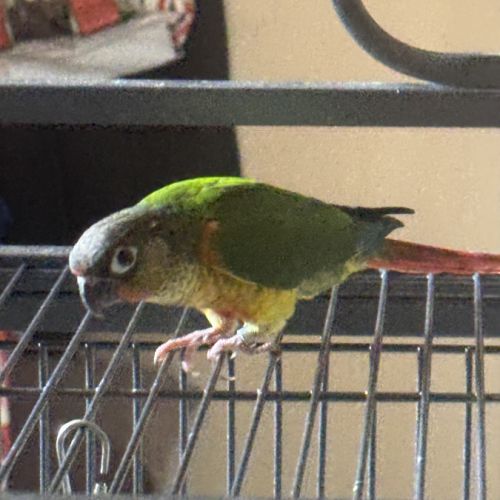 Conures a vendre
