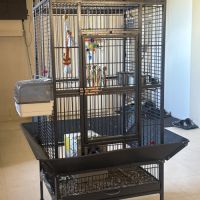 Lot conures