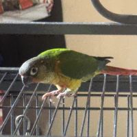Conures a vendre