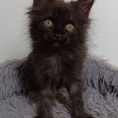 Chaton maine coon #5