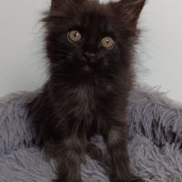 Chaton maine coon #5