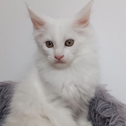 Chaton maine coon