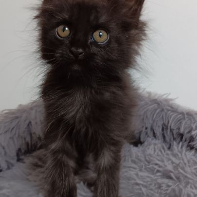Chaton maine coon #5