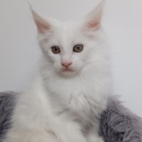 Chaton maine coon #0