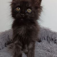 Chaton maine coon #5