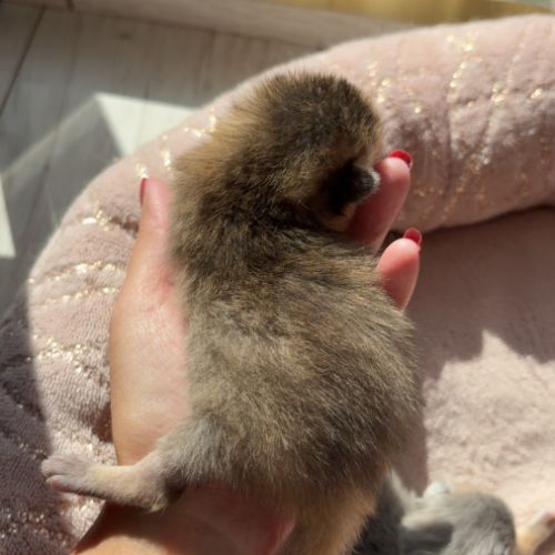 British black golden longhair #2