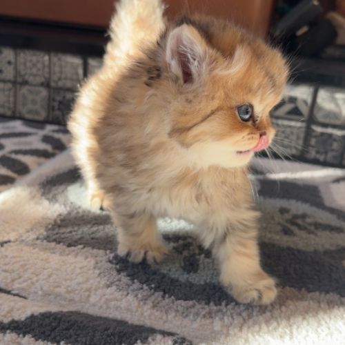British black golden longhair #14
