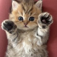 British black golden longhair #11