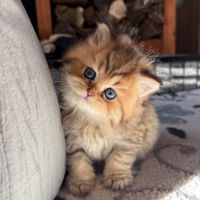 British black golden longhair