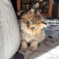 British black golden longhair #16