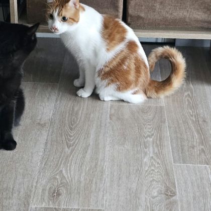 Chat mâle castré à donner