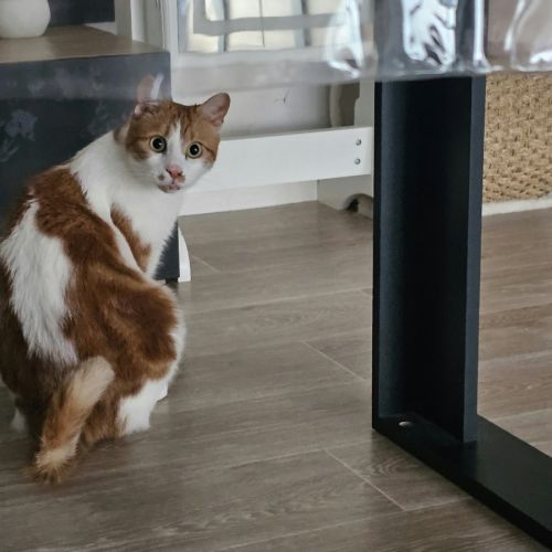 Chat mâle castré à donner #2