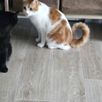 Chat mâle castré à donner #0