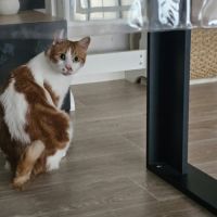 Chat mâle castré à donner #2