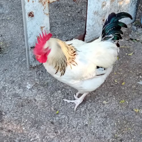 Coq sussex
