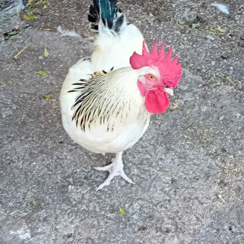 Coq sussex #2