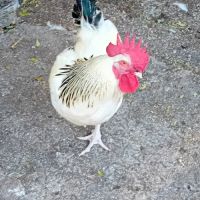 Coq sussex #2