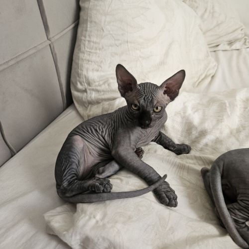 Magnifique sphynx loof #0