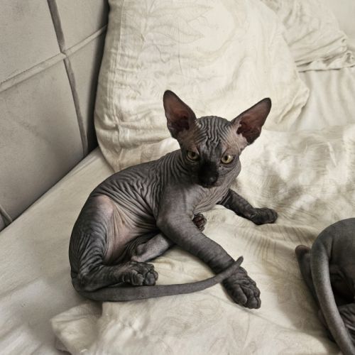 Magnifique sphynx loof #2
