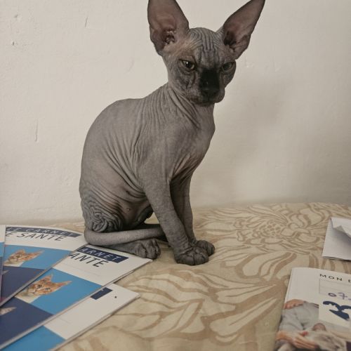 Magnifique sphynx loof #6