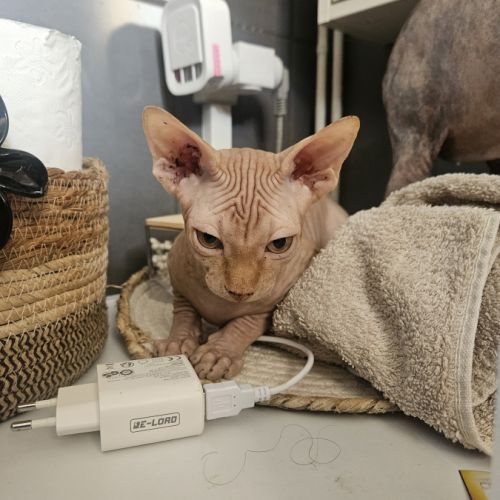 Magnifique sphynx loof #7