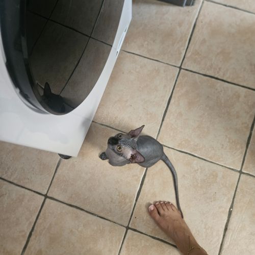 Magnifique sphynx loof #8