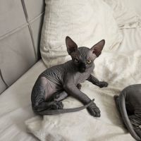 Magnifique sphynx loof