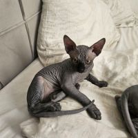Magnifique sphynx loof #2