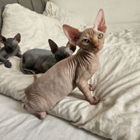 Magnifique sphynx loof #3