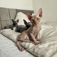 Magnifique sphynx loof #4