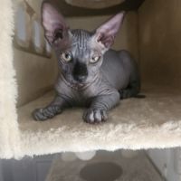 Magnifique sphynx loof #5