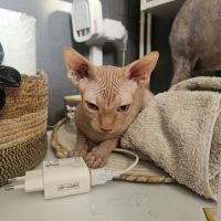 Magnifique sphynx loof #7