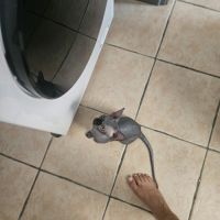 Magnifique sphynx loof #8