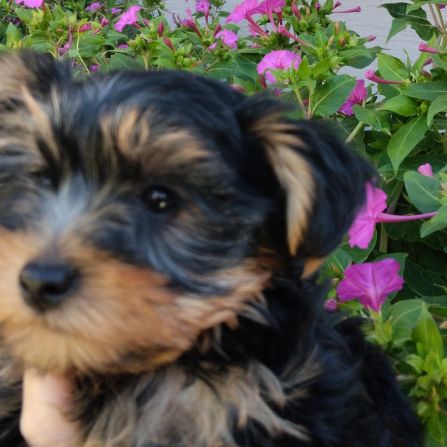 Magnifique chiot yorkshire #1