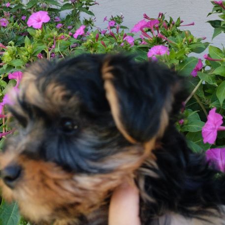 Magnifique chiot yorkshire #2